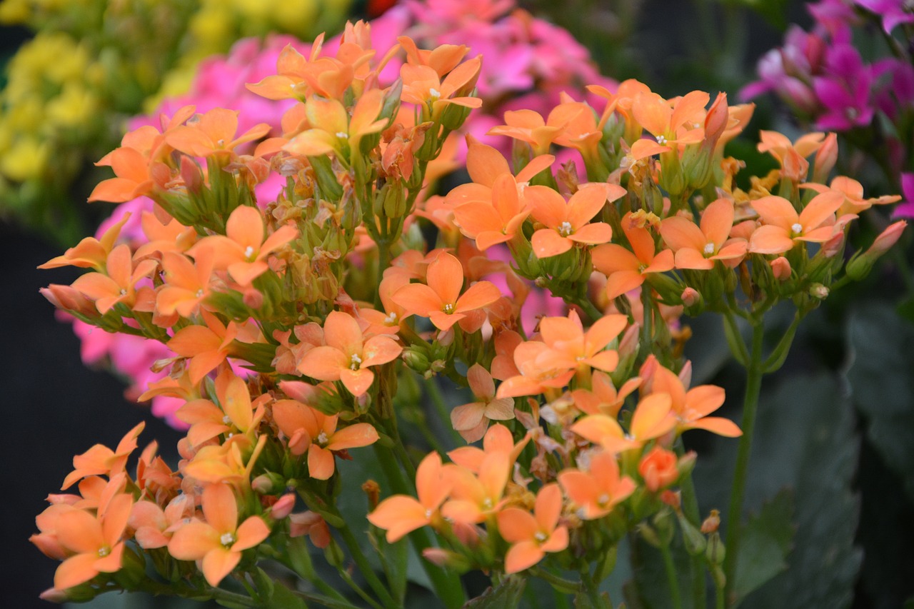 Kalanchoe Çiçeğinde Hastalık ve Zararlılara Karşı Koruma Yöntemleri