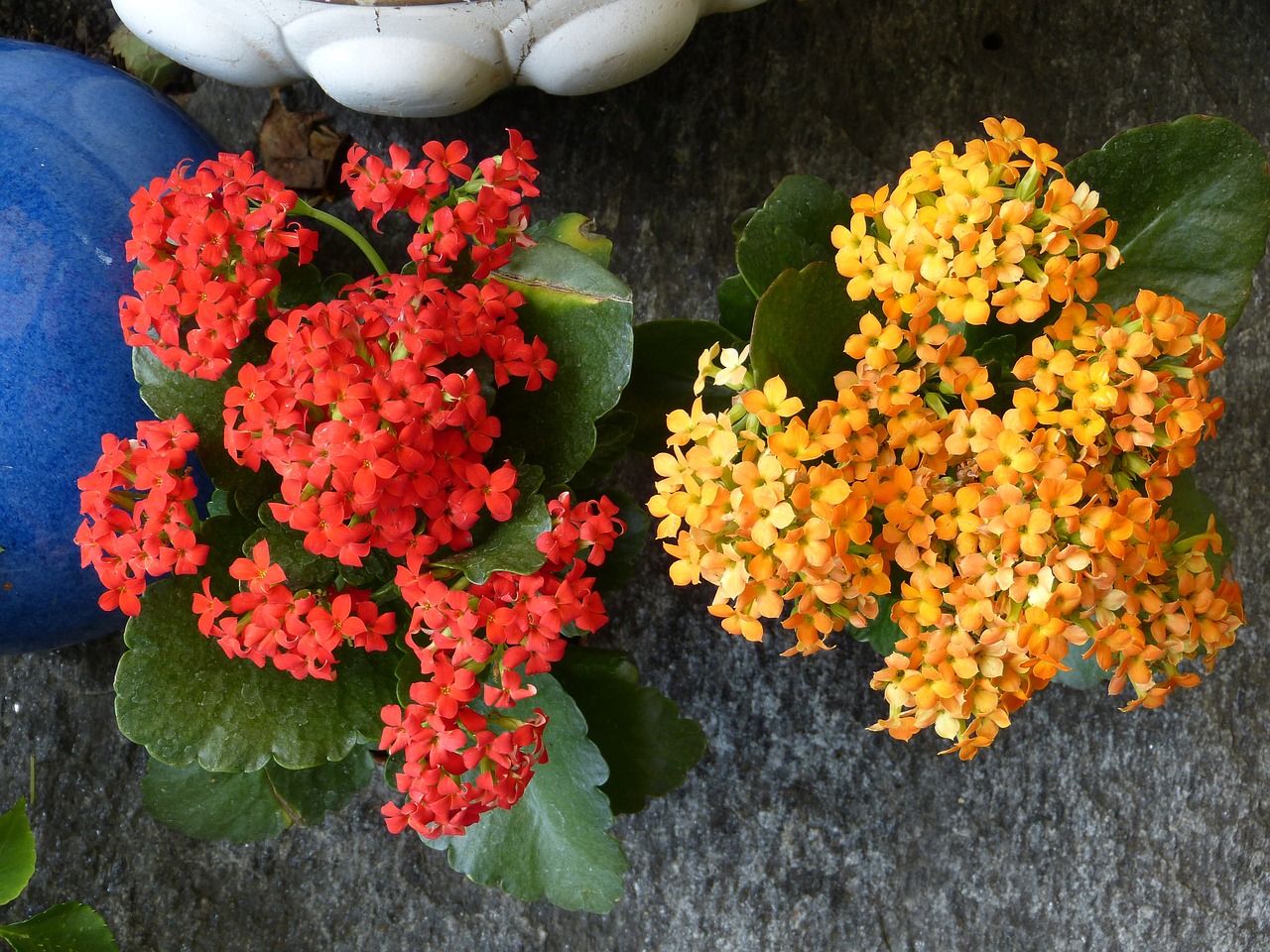 Kalanchoe Çiçeğinin Doğru Işık ve Sıcaklık Koşulları