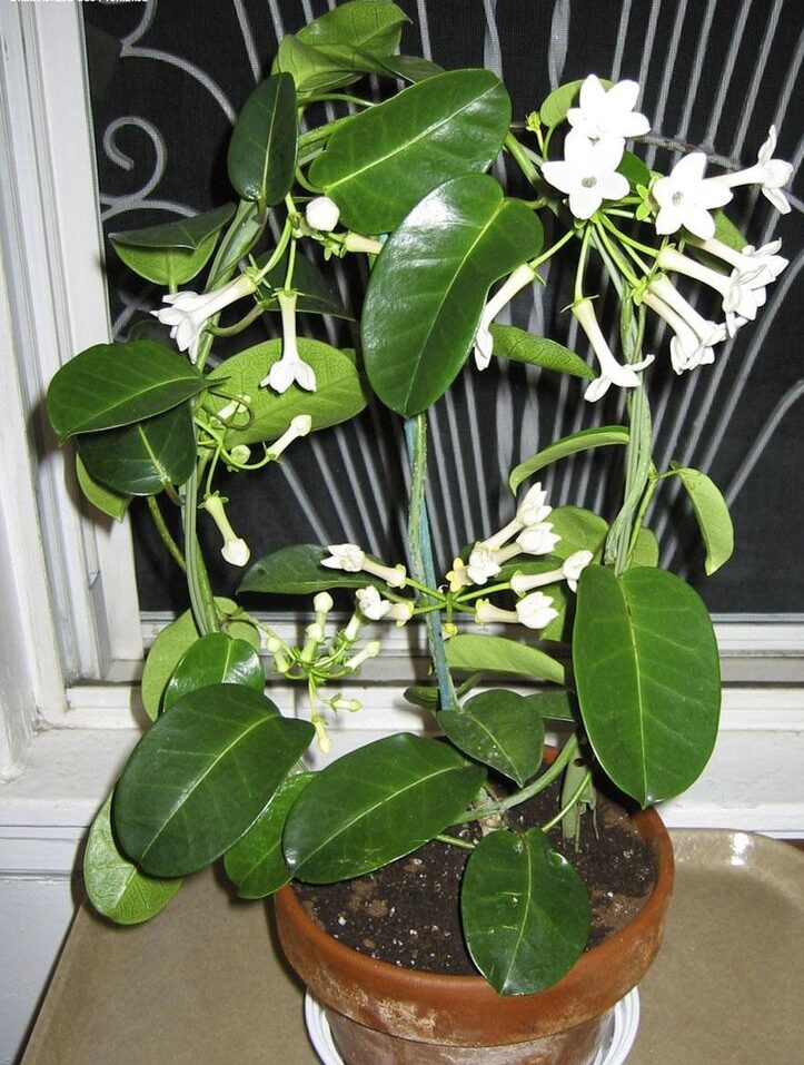 Madagaskar Yasemini