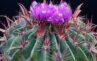 Kızıl Dikenli Fıçı Kaktüs Ferocactus Latispinus