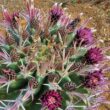 Ferocactus Latispinus Kaktüs Bakımı İpuçları ve Öneriler