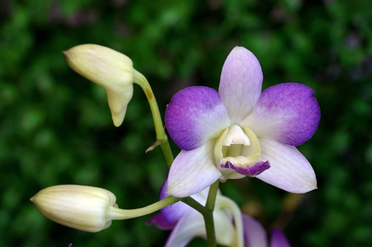 Dendrobium orkidesi