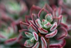 Echeveria Harmsii Sukulent Bitkisi Bakımı İpuçları ve Püf Noktaları