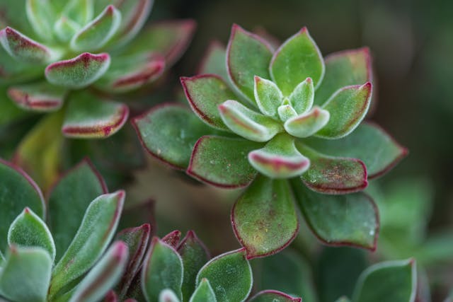 Echeveria Harmsii Sukulent Bitkisi Toprağı Güvenli Toprak Seçimi