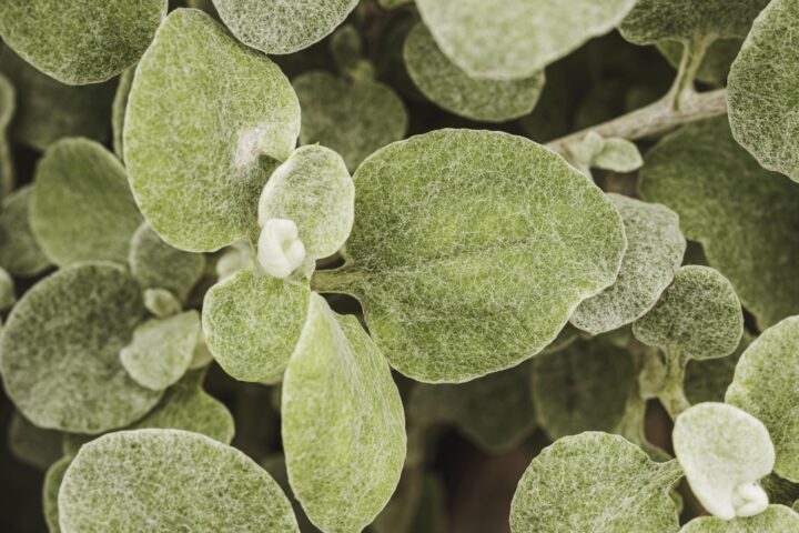 Echeveria Setosa Sukulent Nedir? Bakım Önerileri