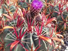 Ferocactus Latispinus Kaktüs Özellikleri ve Bakımı