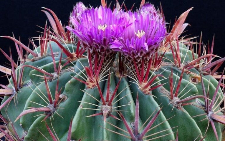 Ferocactus Latispinus Bakımı Hakkında Merak Edilenler