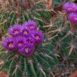 Ferocactus Latispinus Kızıl Dikenli Fıçı Kaktüs