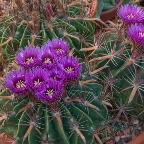 Ferocactus Latispinus Kızıl Dikenli Fıçı Kaktüs