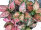 Fitonya Çiçeği Farklı Fittonia Türleri ve Bakımı