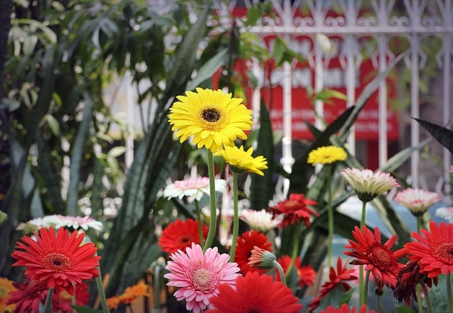 Gerbera Çiçeğinin Anlamı Nedir?