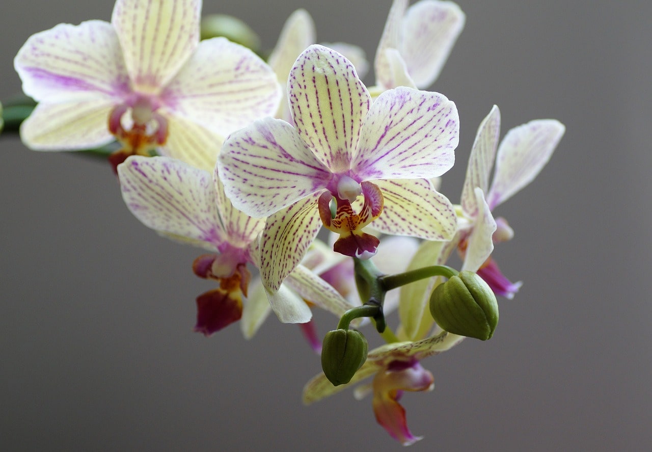 Phalaenopsis Orkidesi