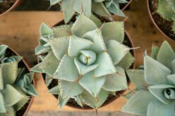 Sukulent Echeveria Setosa Bakımı İpuçları ve Öneriler